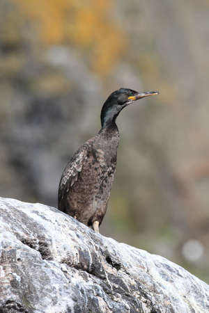 European shag or common shag (Phalacrocorax aristotelis) island runde norwayの写真素材