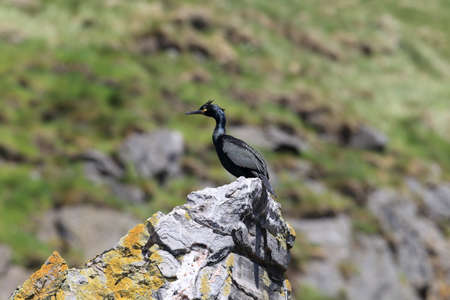 European shag or common shag (Phalacrocorax aristotelis) island runde norway