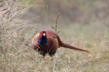 Common pheasant (Phasianus colchicus) Texel, Hollandの写真素材