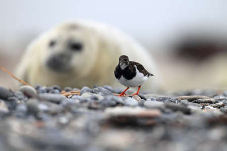 Ruddy turnstone (Arenaria interpres) Helgoland Germany