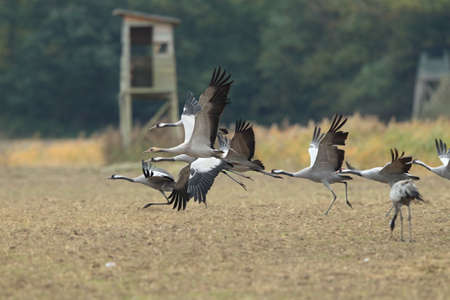 Common cranes in the field Mecklenburg Germanyの写真素材