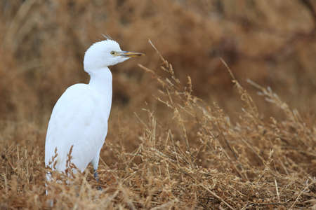 Cattle egret (Bubulcus ibis) New Mexico  Bosque del Apache National Wildlife Refugeの写真素材