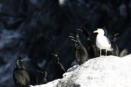 European shag or common shag (Phalacrocorax aristotelis) island runde norwayの写真素材