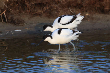 Pied Avocet, Recurvirostra avosetta, Texel Hollandの写真素材