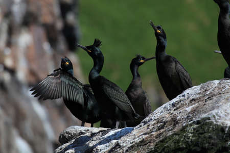 European shag or common shag (Phalacrocorax aristotelis) island runde norwayの写真素材