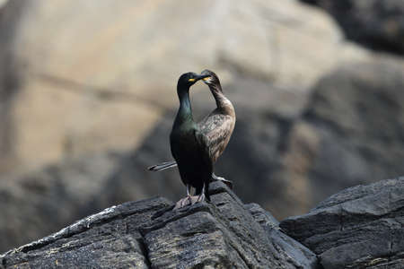 European shag or common shag (Phalacrocorax aristotelis) island runde norway