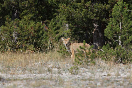  Coyote in Yellowstone National Park USAの写真素材