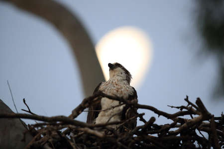 fish eagle sitting in nest by moonlight queensland australiaの写真素材
