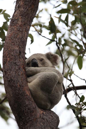 A Koala sits in a tree on Magnetic Island, Australiaの写真素材