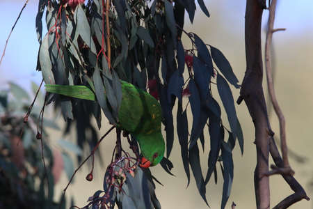 scaly-breasted lorikeet looking for forage queensland australia