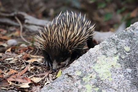 short-beaked echidna in the forest on food search  on Magnetic Island, Queensland Australiaの写真素材