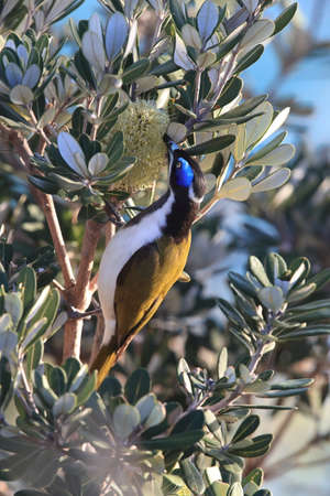 Blue-Faced Honeyeater looking for forage queensland,australiaの写真素材