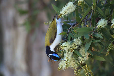 Blue-Faced Honeyeater looking for forage queensland,australiaの写真素材