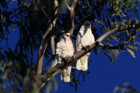 little corella Cacatua sanguinea white cockatoo in the wild in urban park in Queensland Australienの写真素材