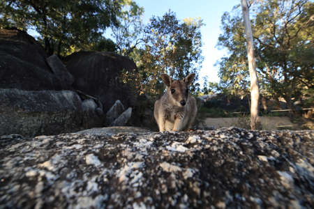 Mareeba rock wallabies at Granite Gorge,queensland australiaの写真素材