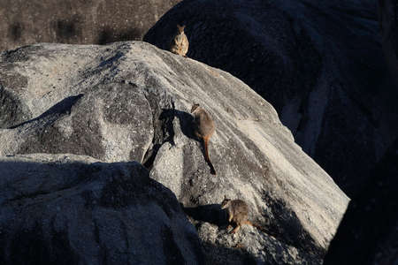 Mareeba rock wallabies at Granite Gorge,queensland australiaの写真素材