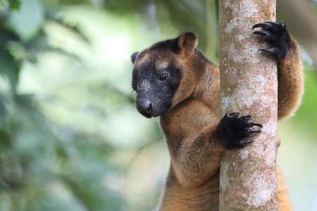 A Lumholtz's tree-kangaroo (Dendrolagus lumholtzi) rests high in a tree in a dry forest  Queensland,の写真素材