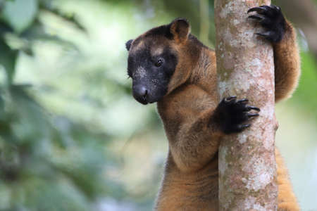 A Lumholtz's tree-kangaroo (Dendrolagus lumholtzi) rests high in a tree in a dry forest  Queensland,の写真素材