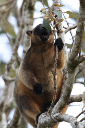 A Lumholtz's tree-kangaroo (Dendrolagus lumholtzi) rests high in a tree in a dry forest  Queensland,の写真素材