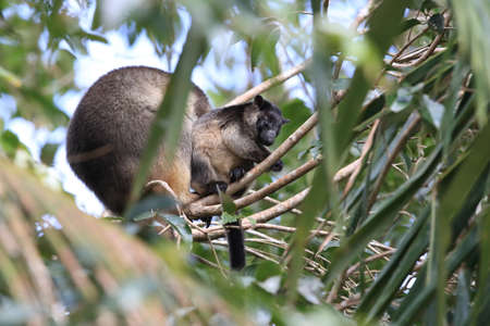 A Lumholtz's tree-kangaroo (Dendrolagus lumholtzi) cub with Mother  in a tree Queensland, Australia