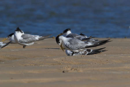 greater crested tern (Thalasseus bergii velox, Sterna bergii) Noosa Heads, queensland, australiaの写真素材