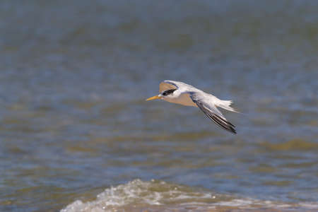 greater crested tern (Thalasseus bergii velox, Sterna bergii) Noosa Heads, queensland, australia