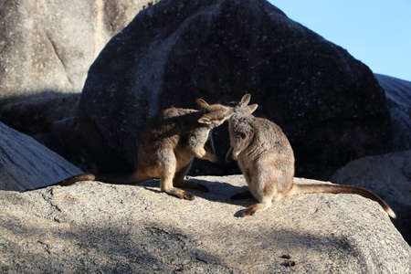 Mareeba rock wallabies at Granite Gorge,queensland australiaの写真素材