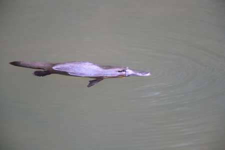 a platypus floating in  a creek on the Eungella National Park , Queensland, Australiaの写真素材