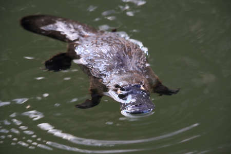 a platypus floating in  a creek on the Eungella National Park , Queensland, Australiaの写真素材