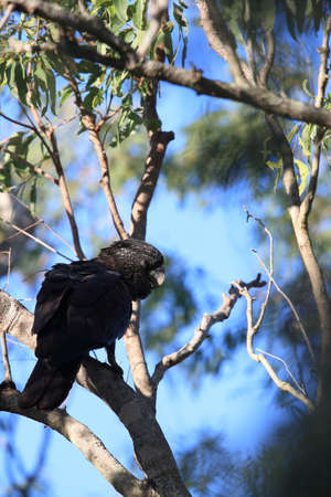 red-tailed black cockatoo (Calyptorhynchus banksii) Queensland ,Australiaの写真素材