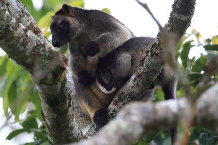 A Lumholtz's tree-kangaroo (Dendrolagus lumholtzi) cub with Mother  in a tree Queensland, Australia