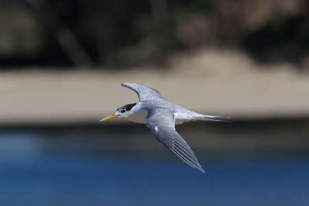 greater crested tern (Thalasseus bergii velox, Sterna bergii) Noosa Heads, queensland, australiaの写真素材