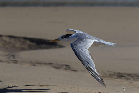 greater crested tern (Thalasseus bergii velox, Sterna bergii) Noosa Heads, queensland, australia