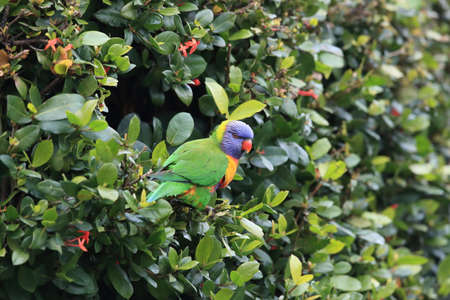 Rainbow Lorikeet, Queensland, Australia
