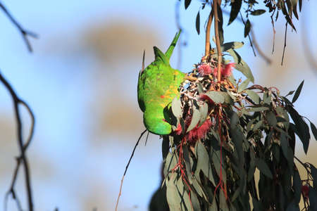 scaly-breasted lorikeet looking for forage queensland australia