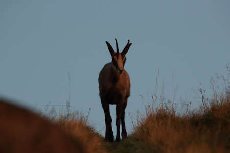 Chamois (Rupicapra rupicapra)  Vosges Mountains, Franceの写真素材