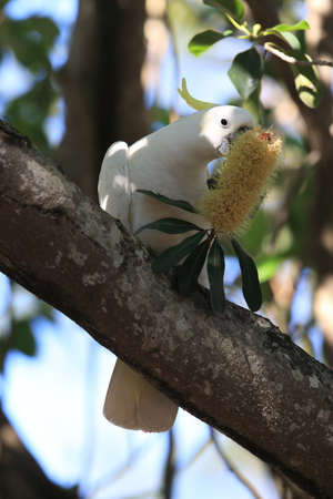 sulphur-crested cockatoo (Cacatua galerita),queensland australiaの写真素材