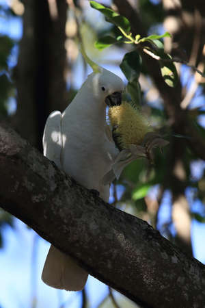 sulphur-crested cockatoo (Cacatua galerita),queensland australia