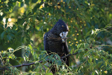 red-tailed black cockatoo (Calyptorhynchus banksii) Queensland ,Australiaの写真素材
