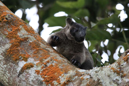 A Lumholtz's tree-kangaroo (Dendrolagus lumholtzi) cub high in a tree in a dry forest  Queensland,の写真素材