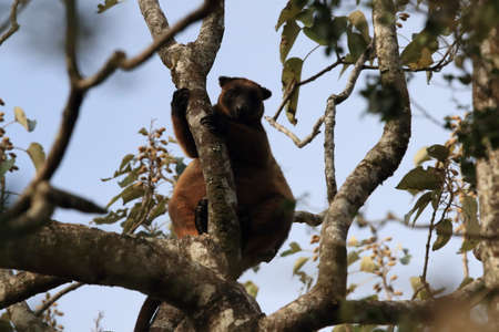 A Lumholtz's tree-kangaroo (Dendrolagus lumholtzi) rests high in a tree in a dry forest  Queensland,の写真素材