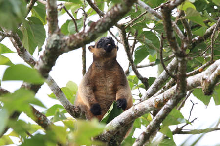 Lumholtz's tree-kangaroo (Dendrolagus lumholtzi)  rests high in a tree Queensland, Australiaの写真素材