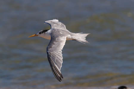 greater crested tern (Thalasseus bergii velox, Sterna bergii) Noosa Heads, queensland, australiaの写真素材