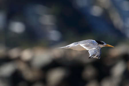 greater crested tern (Thalasseus bergii velox, Sterna bergii) Noosa Heads, queensland, australiaの写真素材