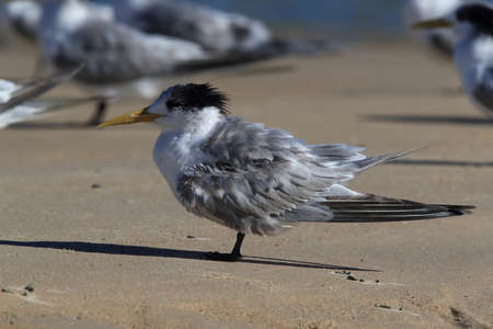 greater crested tern (Thalasseus bergii velox, Sterna bergii) Noosa Heads, queensland, australiaの写真素材