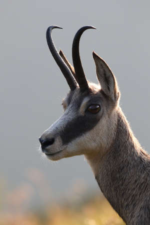 Chamois (Rupicapra rupicapra)  Vosges Mountains, Franceの写真素材