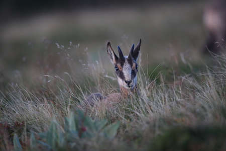 Chamois (Rupicapra rupicapra)  Vosges Mountains, Franceの写真素材