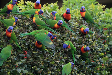 Rainbow Lorikeet, Queensland, Australiaの写真素材