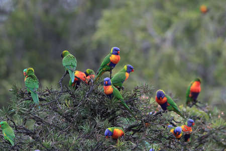 Rainbow Lorikeet, Queensland, Australiaの写真素材