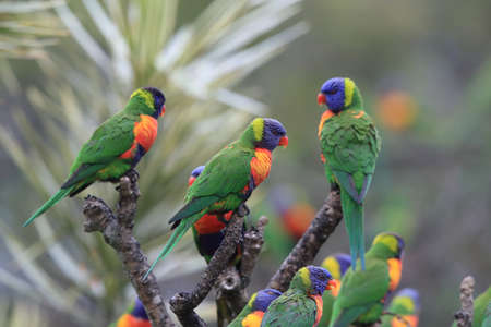 Rainbow Lorikeet, Queensland, Australiaの写真素材